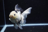 Thai Oranda  Panda 6 Inch (ID#307To6b-124)