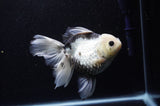 Thai Oranda  Panda 6 Inch (ID#307To6b-124)
