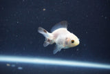 Baby Thai Oranda  Panda 2 Inch (ID#1018ToPTD-17) Free2Day SHIPPING