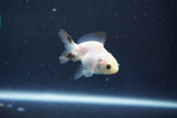 Baby Thai Oranda  Panda 2 Inch (ID#1018ToPTD-17) Free2Day SHIPPING