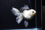 Thai Oranda  Panda 6 Inch (ID#307To6b-124)