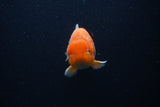 Juvenile Lionchu  Red White 3.5 Inch (ID#0107R11a-17) Free2Day SHIPPING