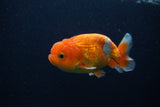 Juvenile Lionchu  Red White 3.5 Inch (ID#0107R11a-17) Free2Day SHIPPING