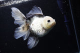 Thai Oranda  Panda 6 Inch (ID#307To6b-124)