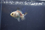 Baby Thai Oranda  Panda 2 Inch (ID#1018ToPTD-17) Free2Day SHIPPING