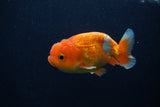 Juvenile Lionchu  Red White 3.5 Inch (ID#0107R11a-17) Free2Day SHIPPING