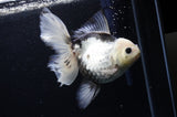 Thai Oranda  Panda 6 Inch (ID#307To6b-124)