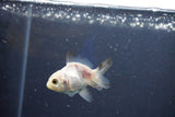 Baby Thai Oranda  Panda 2 Inch (ID#1018ToPTD-17) Free2Day SHIPPING