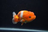 Juvenile Lionchu  Red White 3.5 Inch (ID#0107R11a-17) Free2Day SHIPPING