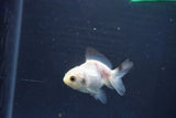 Baby Thai Oranda  Panda 2 Inch (ID#1018ToPTD-17) Free2Day SHIPPING