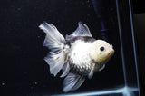 Thai Oranda  Panda 6 Inch (ID#307To6b-124)