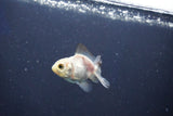 Baby Thai Oranda  Panda 2 Inch (ID#1018ToPTD-17) Free2Day SHIPPING