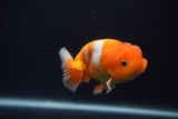 Juvenile Lionchu  Red White 3.5 Inch (ID#0107R11a-17) Free2Day SHIPPING