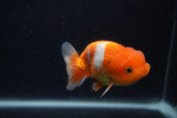 Juvenile Lionchu  Red White 3.5 Inch (ID#0107R11a-17) Free2Day SHIPPING