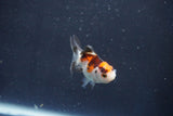 Baby Thai Oranda  Tricolor 2 Inch (ID#1018ToPTD-18) Free2Day SHIPPING