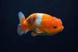 Juvenile Lionchu  Red White 3.5 Inch (ID#0107R11a-17) Free2Day SHIPPING