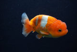 Juvenile Lionchu  Red White 3.5 Inch (ID#0107R11a-17) Free2Day SHIPPING