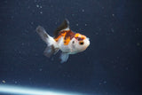 Baby Thai Oranda  Tricolor 2 Inch (ID#1018ToPTD-18) Free2Day SHIPPING