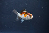 Baby Thai Oranda  Tricolor 2 Inch (ID#1018ToPTD-18) Free2Day SHIPPING