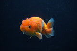 Juvenile Lionchu  Red White 3.5 Inch (ID#0107R11a-17) Free2Day SHIPPING