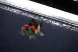 Baby Thai Oranda  Tricolor 2 Inch (ID#1018ToPTD-18) Free2Day SHIPPING