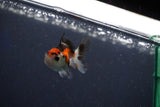 Baby Thai Oranda  Tricolor 2 Inch (ID#1018ToPTD-18) Free2Day SHIPPING