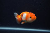 Juvenile Lionchu  Red White 3.5 Inch (ID#0107R11a-18) Free2Day SHIPPING