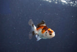 Baby Thai Oranda  Tricolor 2 Inch (ID#1018ToPTD-18) Free2Day SHIPPING