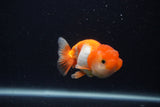 Juvenile Lionchu  Red White 3.5 Inch (ID#0107R11a-18) Free2Day SHIPPING