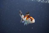 Baby Thai Oranda  Tricolor 2 Inch (ID#1018ToPTD-18) Free2Day SHIPPING