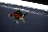 Baby Thai Oranda  Tricolor 2 Inch (ID#1018ToPTD-18) Free2Day SHIPPING