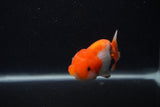 Juvenile Lionchu  Red White 3.5 Inch (ID#0107R11a-18) Free2Day SHIPPING