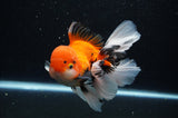 Thai Oranda  Tricolor 5.5 Inch (ID#307To6c-126) Please see notes