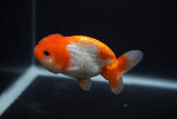 Juvenile Lionchu  Red White 3.5 Inch (ID#0107R11a-18) Free2Day SHIPPING