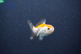 Baby Thai Oranda  Tricolor 2.5 Inch (ID#1018ToPTD-19) Free2Day SHIPPING