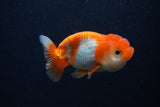 Juvenile Lionchu  Red White 3.5 Inch (ID#0107R11a-18) Free2Day SHIPPING