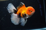 Thai Oranda  Tricolor 5.5 Inch (ID#307To6c-126) Please see notes