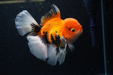 Thai Oranda  Tricolor 5.5 Inch (ID#307To6c-126) Please see notes