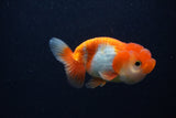 Juvenile Lionchu  Red White 3.5 Inch (ID#0107R11a-18) Free2Day SHIPPING