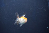 Baby Thai Oranda  Tricolor 2.5 Inch (ID#1018ToPTD-19) Free2Day SHIPPING