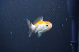 Baby Thai Oranda  Tricolor 2.5 Inch (ID#1018ToPTD-19) Free2Day SHIPPING