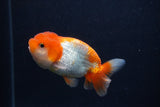 Juvenile Lionchu  Red White 3.5 Inch (ID#0107R11a-18) Free2Day SHIPPING