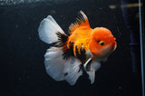 Thai Oranda  Tricolor 5.5 Inch (ID#307To6c-126) Please see notes