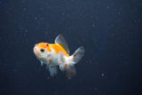 Baby Thai Oranda  Tricolor 2.5 Inch (ID#1018ToPTD-19) Free2Day SHIPPING