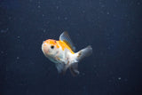 Baby Thai Oranda  Tricolor 2.5 Inch (ID#1018ToPTD-19) Free2Day SHIPPING