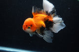 Thai Oranda  Tricolor 5.5 Inch (ID#307To6c-126) Please see notes