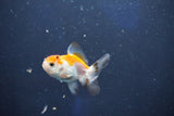 Baby Thai Oranda  Tricolor 2.5 Inch (ID#1018ToPTD-19) Free2Day SHIPPING