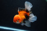 Thai Oranda  Tricolor 5.5 Inch (ID#307To6c-126) Please see notes
