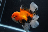 Thai Oranda  Tricolor 5.5 Inch (ID#307To6c-126) Please see notes
