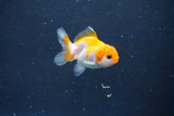 Baby Thai Oranda  Red White 2 Inch (ID#1018ToPTD-20) Free2Day SHIPPING